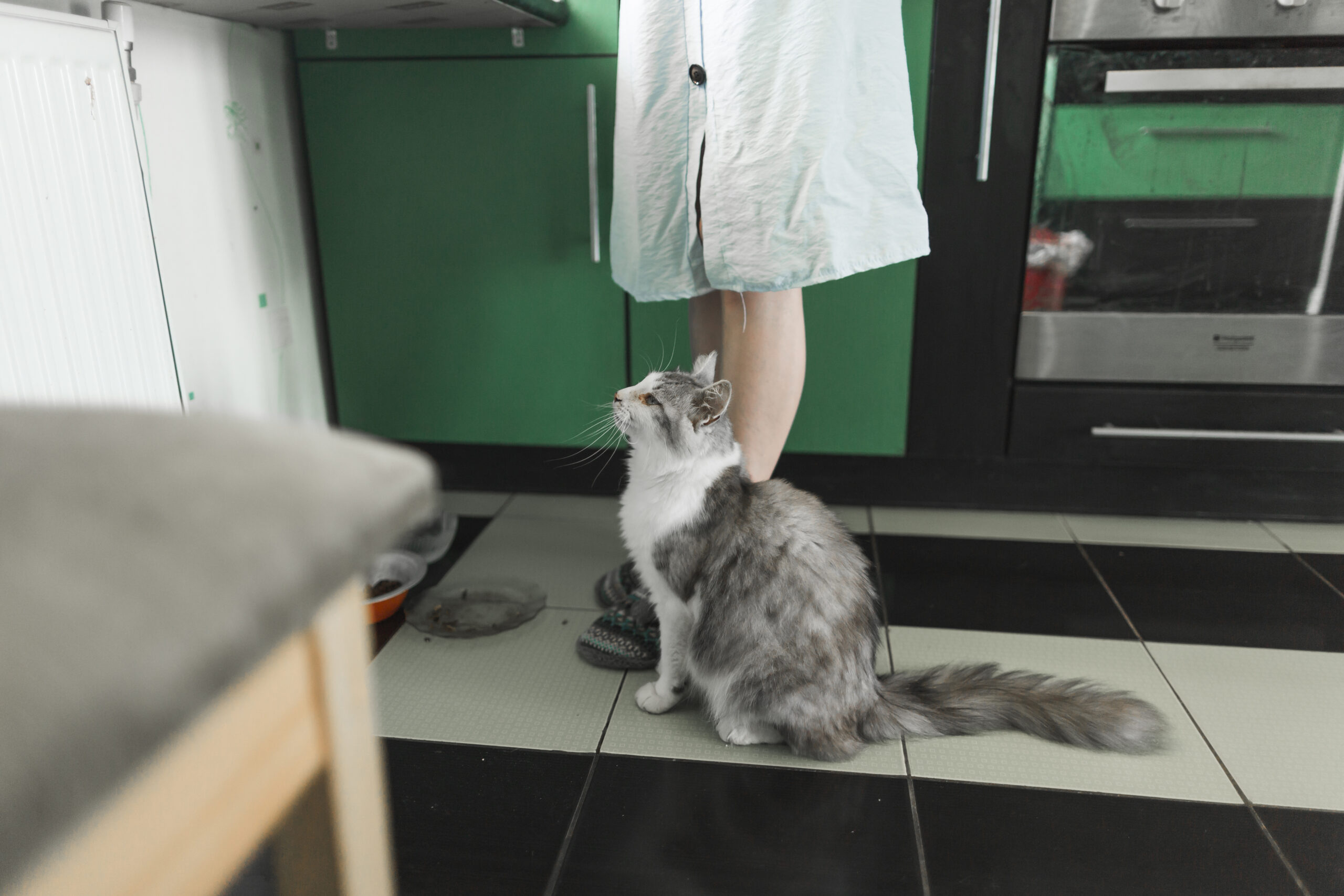 tabby-cat-sitting-near-woman-standing-kitchen