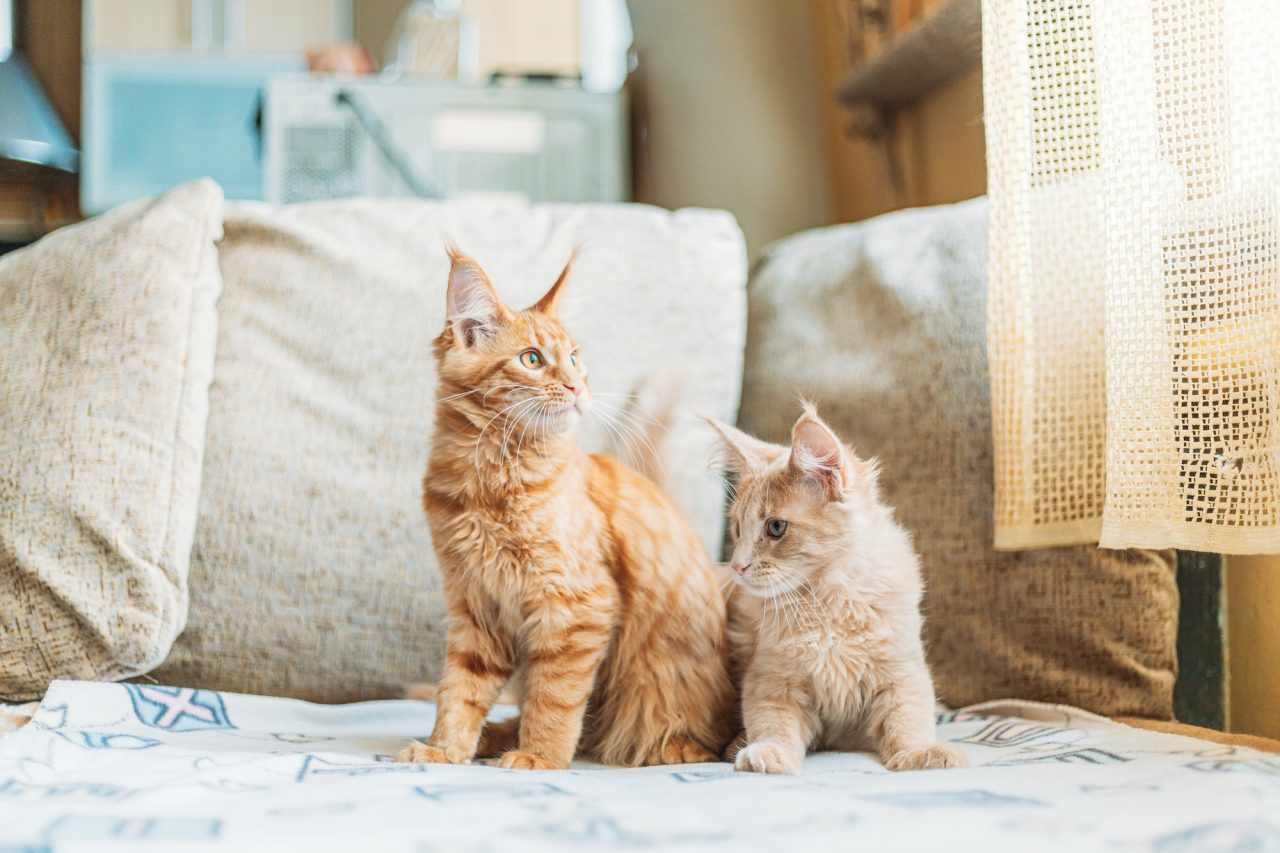 two-funny-curious-young-red-ginger-maine-coon-kittens-cats-sitting-at-home-sofa-coon-cat-maine-cat